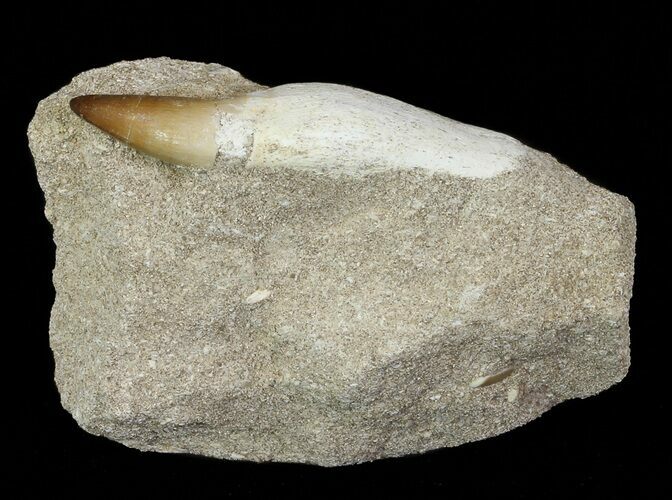 Mosasaur (Prognathodon) Rooted Tooth In Rock - Nice Tooth #66519
